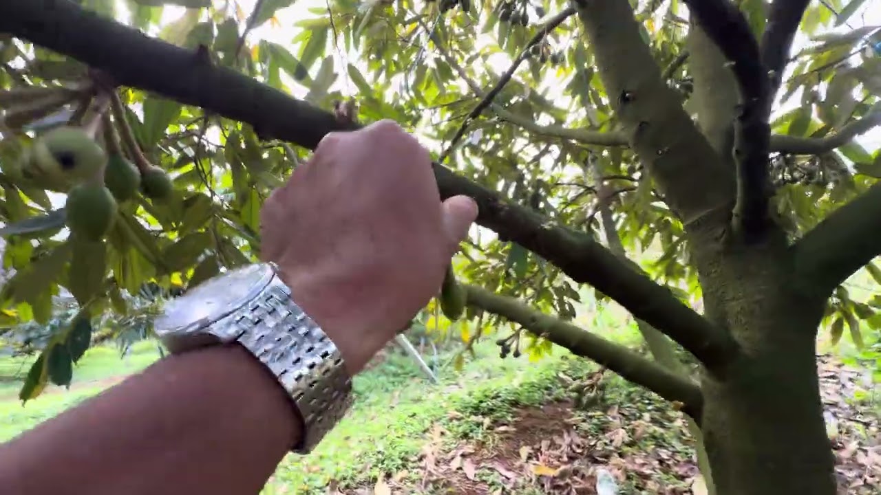 Thăm vườn Musang King sau thời gian dài nghỉ Tết ( 26/02/2026 ) 