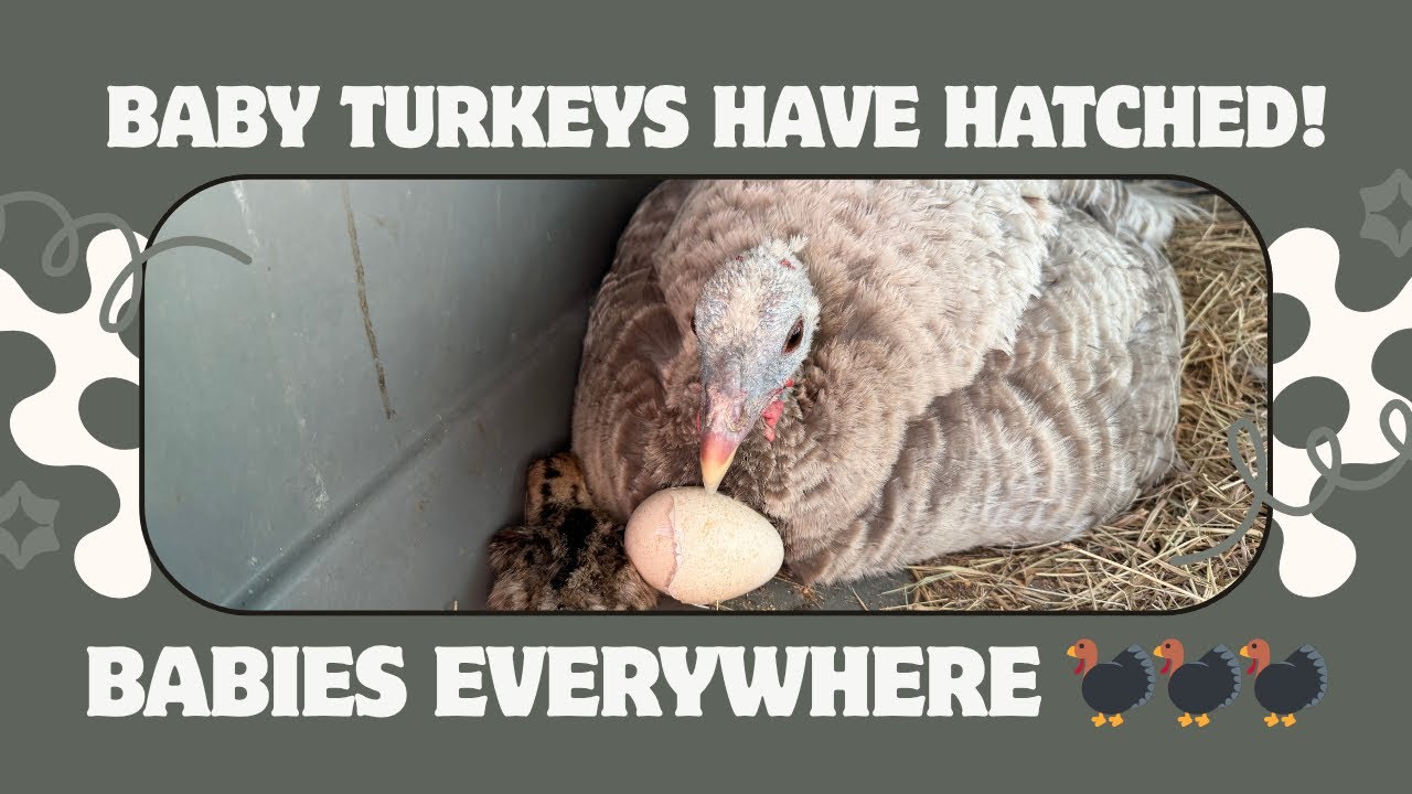 Baby Turkeys Hatch! | First Peek at Our New Poults