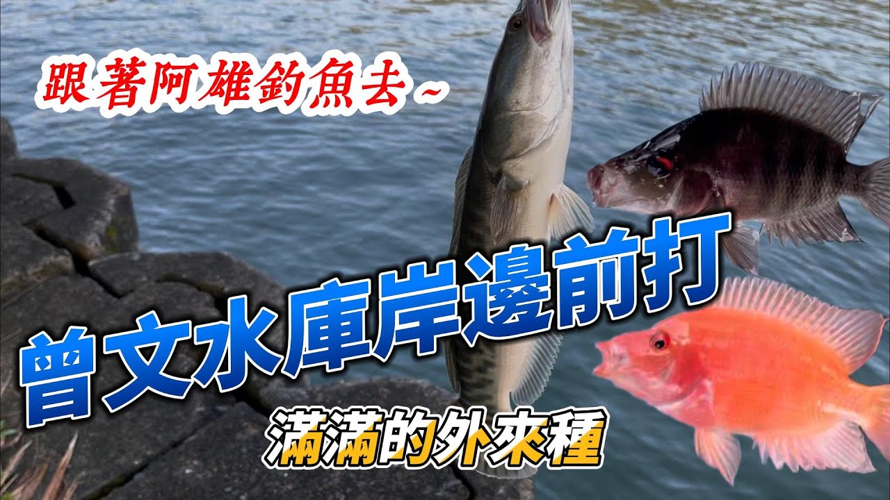 跟著阿雄釣魚去~ 曾文水庫岸邊前打~遇到滿滿的外來種#曾文水庫#前打 #打虎英雄