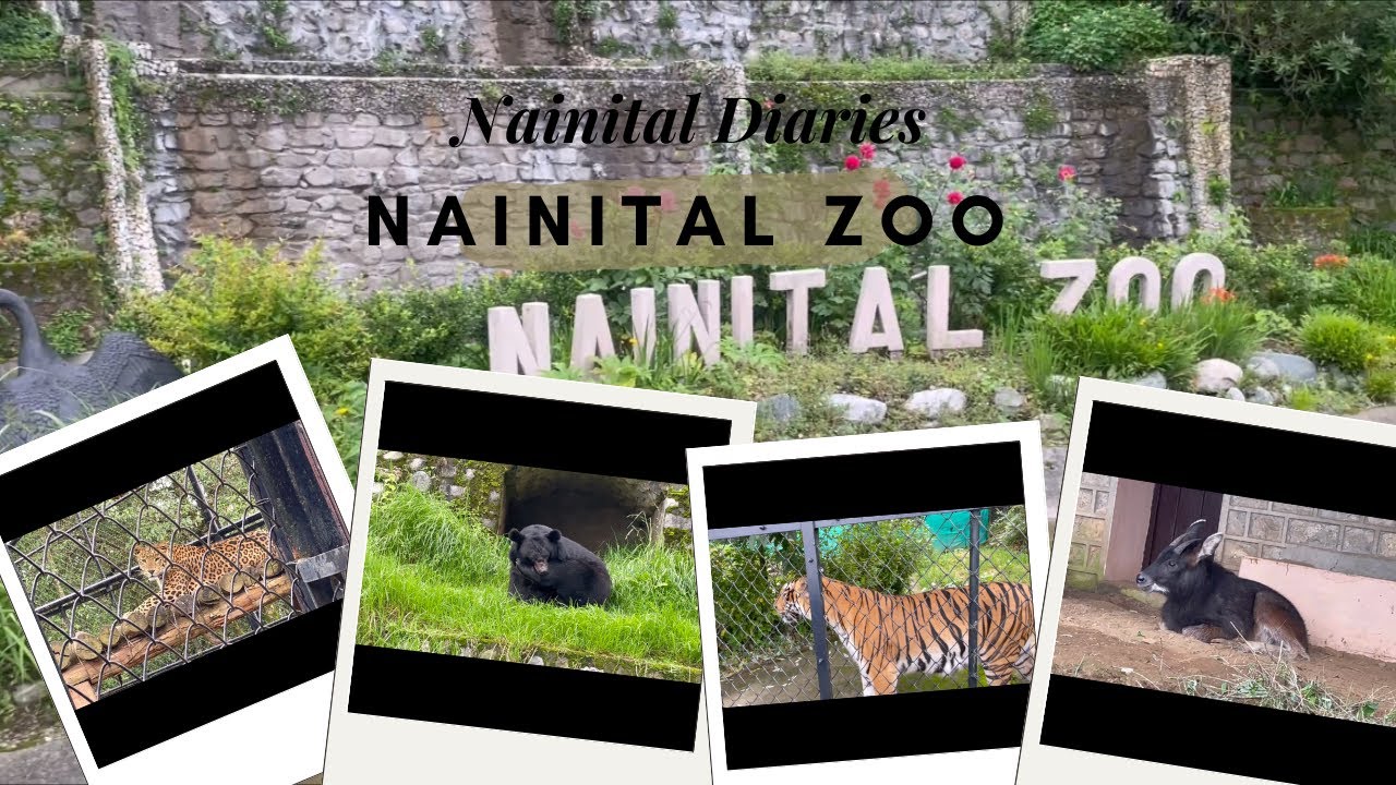 Nainital Zoo | Exploring Nainital Zoo | Tiger | Leopard | Black Bear | #tiger #leopard #nainitalvlog