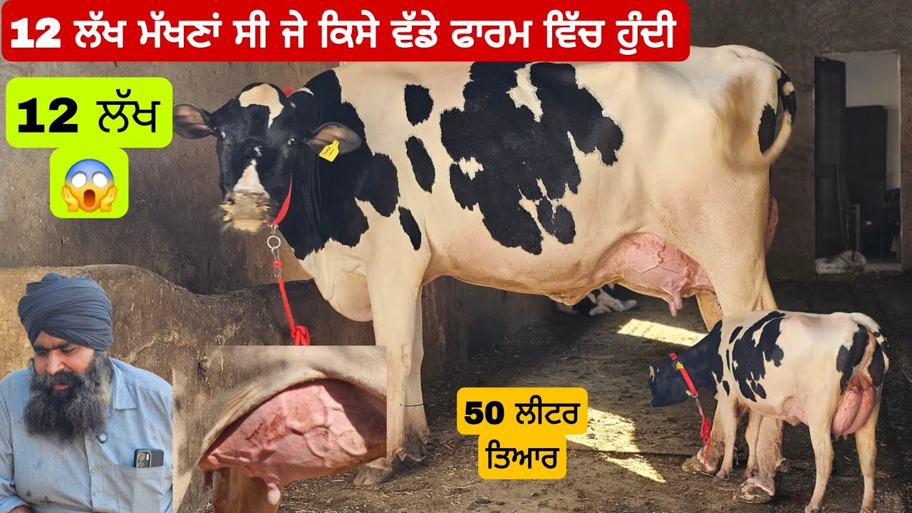 50 ਲੀਟਰ ਦੁੱਧ ਵਾਲੀ ਗਾਂ ਵੱਡੇ ਫਾਰਮ ਵਿੱਚ ਹੁੰਦੀ 12 ਲੱਖ ਮੰਗਣਾ ਸੀ ਸੋਹਣੀਆ ਗਾਵਾਂ ਫਾਰਮ ਵਾਲੀਆ। 