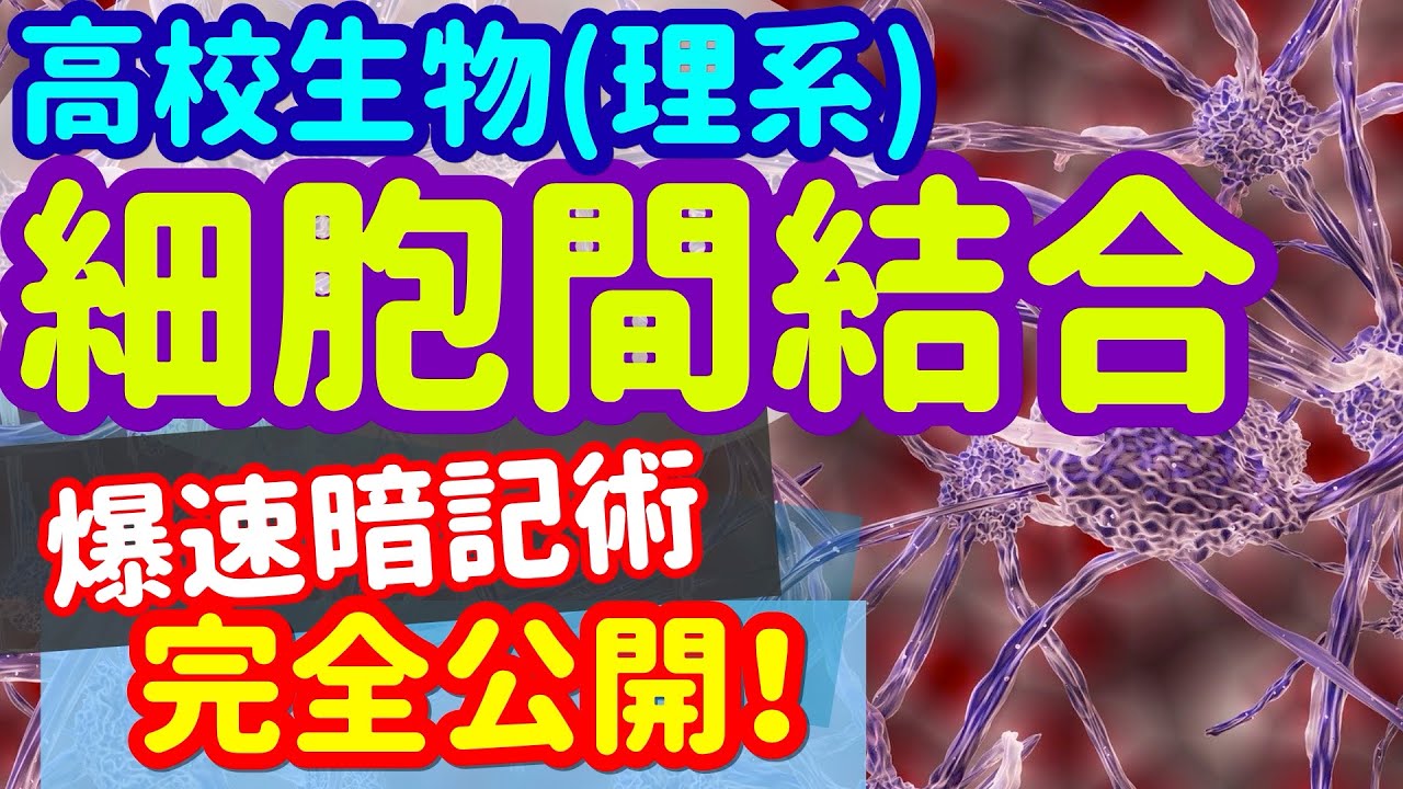 【高校生物 5】細胞【細胞間結合】を宇宙一わかりやすく