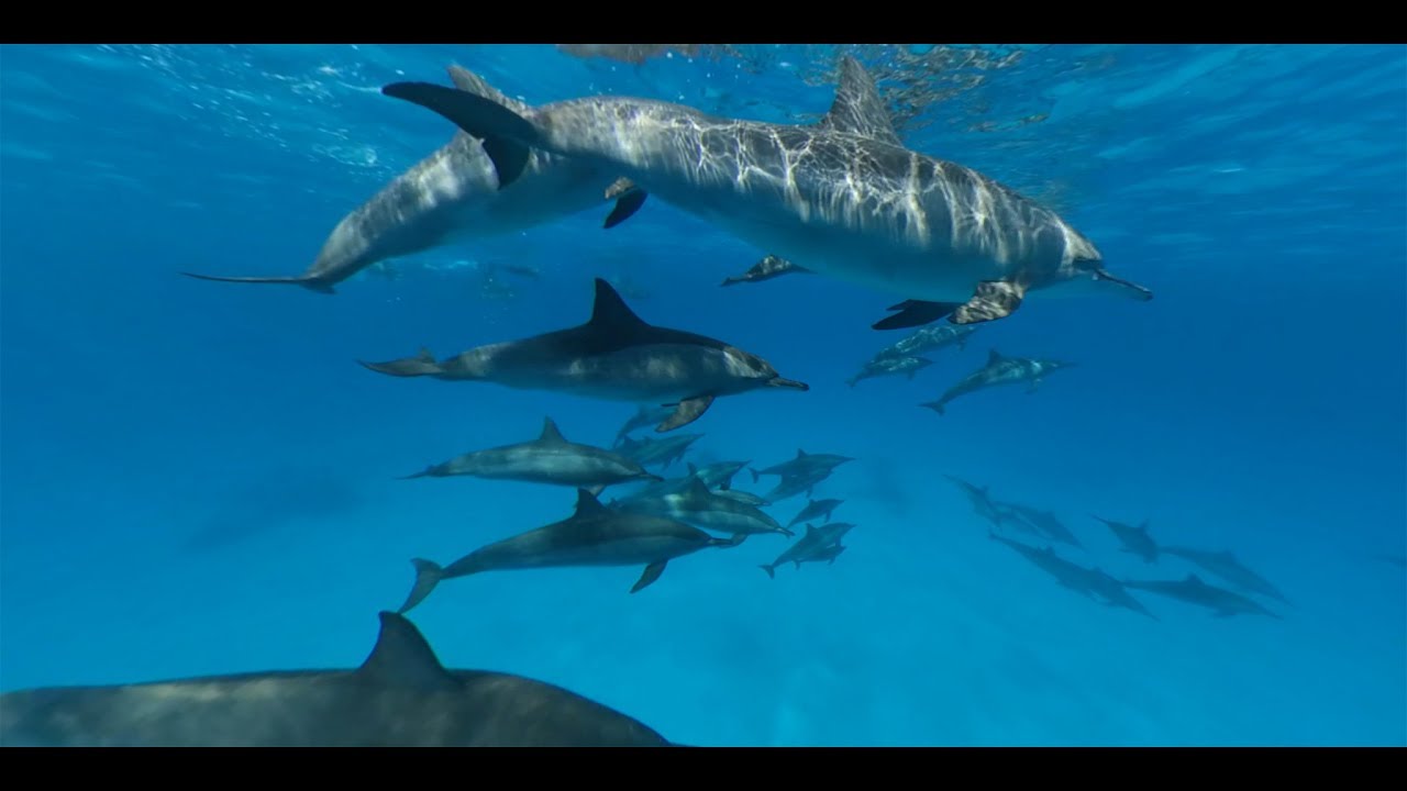 Voyage au milieu des dauphins