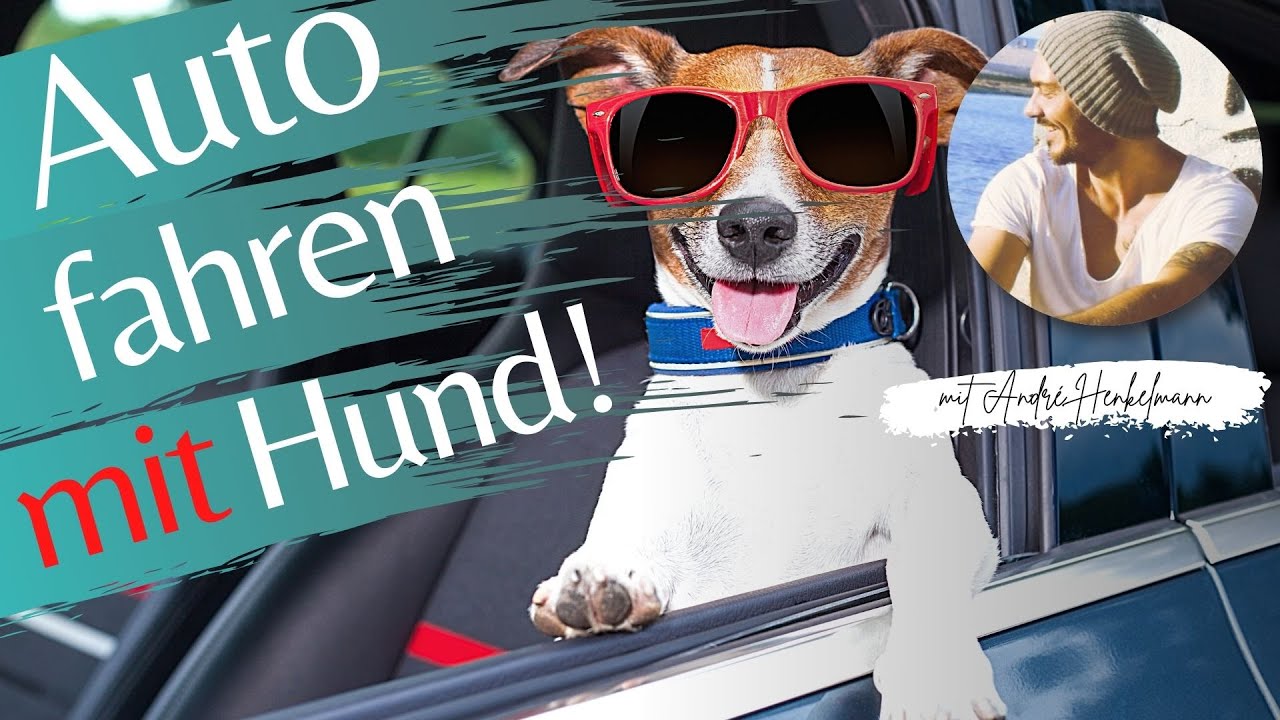 Entspanntes Autofahren mit Hund! Profi-Tipps! Deine Hundeschule