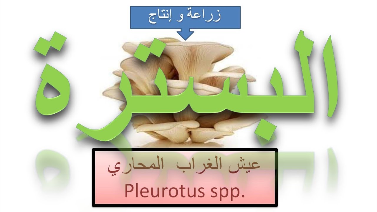 شاهد كيف يتم بسترة قش الأرز لزراعة عيش الغراب