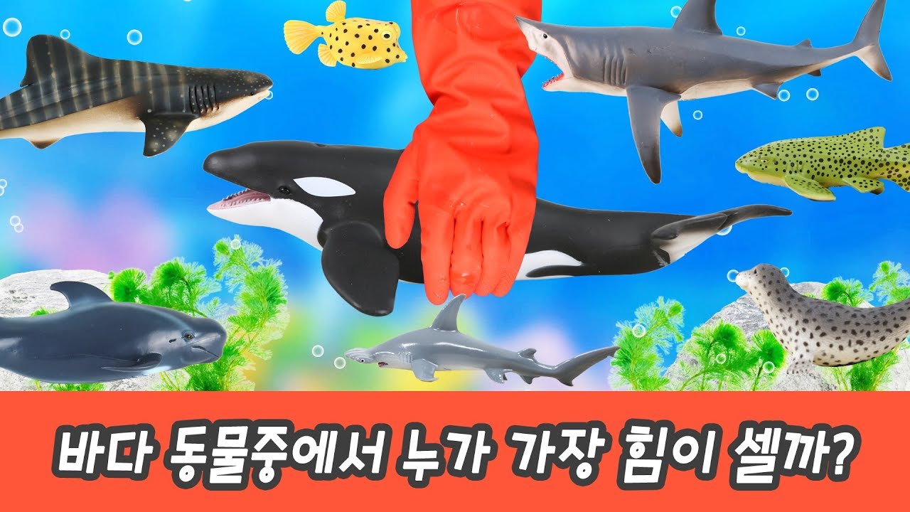 한국어ㅣ바다 동물중에서 누가 가장 힘이 셀까?? 동물 이름 외우기, 동물 이름 사전, 컬렉타 #186ㅣ꼬꼬스토이