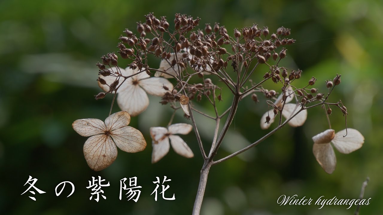 冬の紫陽花【2025】小石川植物園、東京、4K