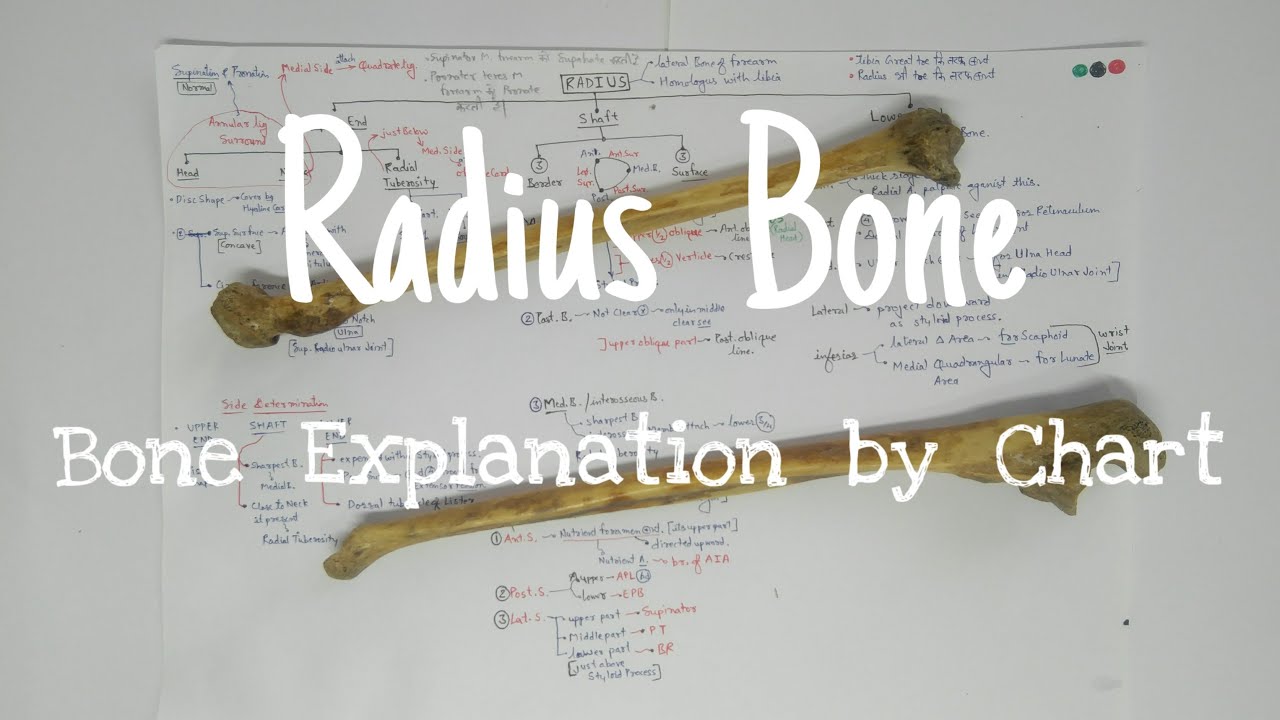 Radius Bone Anatomy 3d | Part 4, Bone Explanation by Chart 