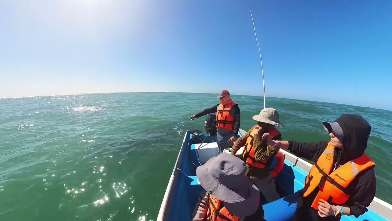 Grey Whales Magdalena Bay Pt. 2