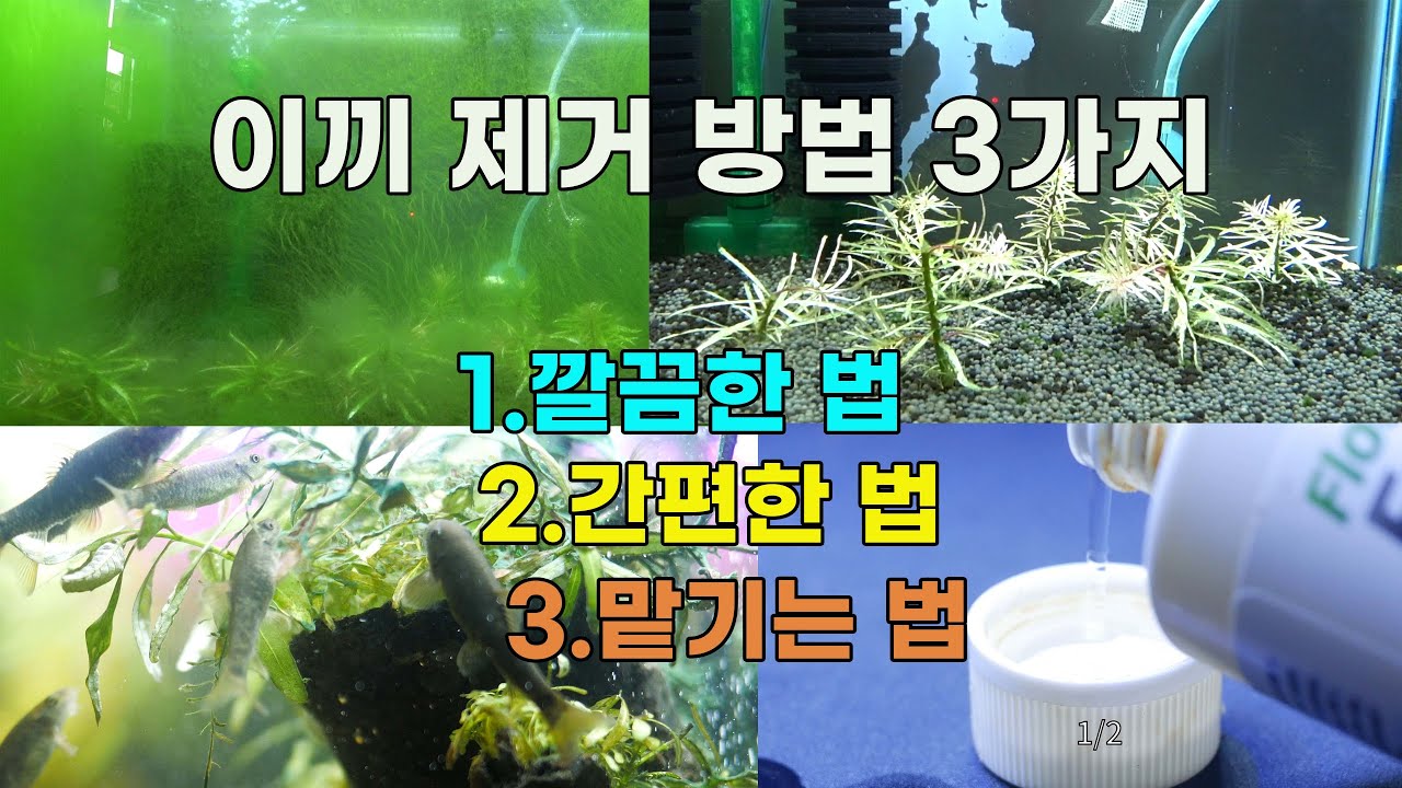 어항 이끼제거 효과적으로 하는 3가지 방법!