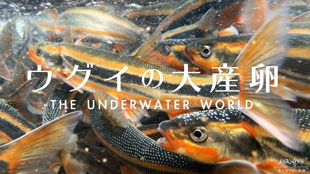 【水中映像】ウグイの大産卵 4K /The big spawning of Japanese dace.
