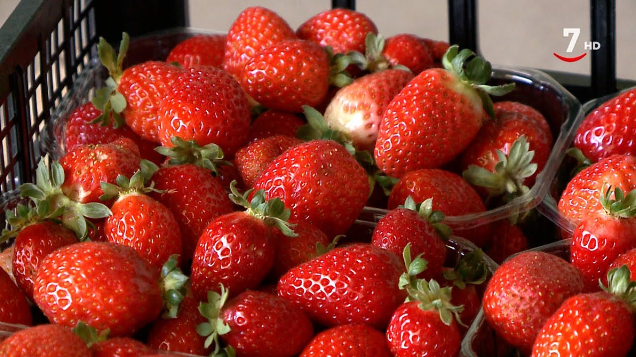 En la provincia de León se producen fresas 