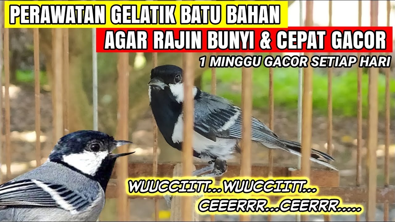 CARA MERAWAT GELATIK BATU BAHAN AGAR CEPAT NGALAS DAN GACOR❗