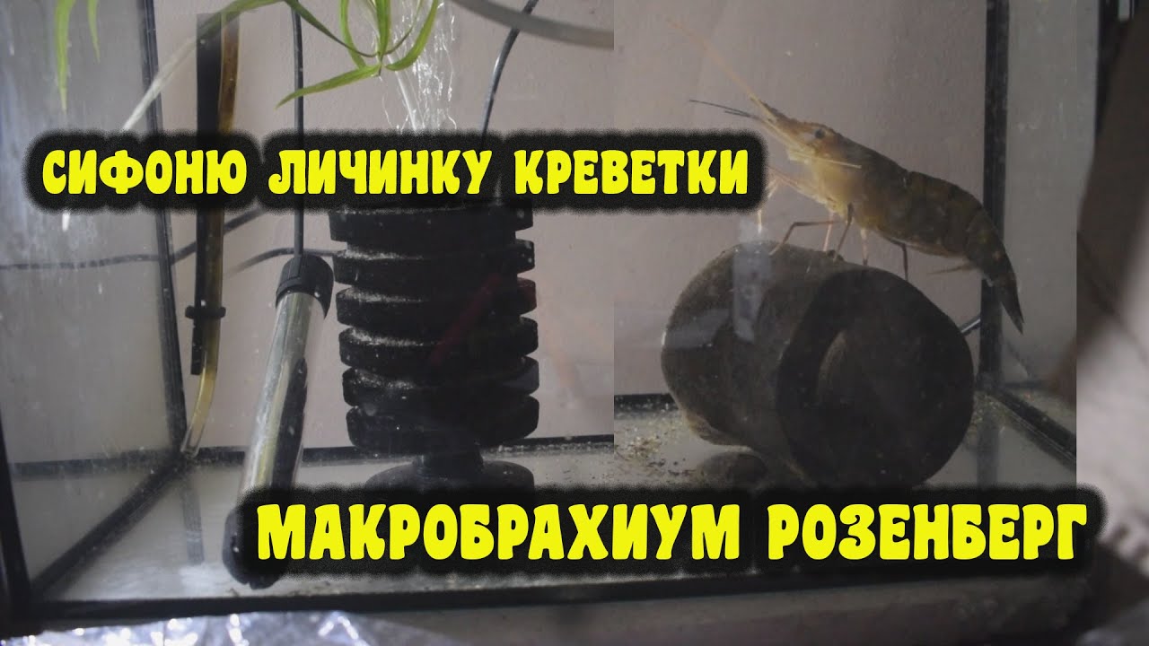 Как отловить личинку Макробрахиум Розенберга