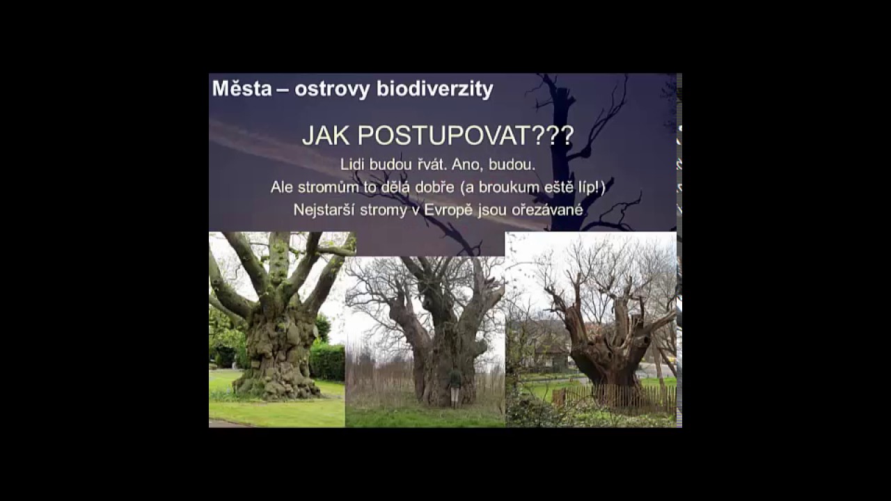 Stromy rostouc&iacute; mimo les &ndash; z&aacute;sady managementu (Luk&aacute;&scaron; Č&iacute;žek, PřF JU a Ent&Uacute; AV ČR)