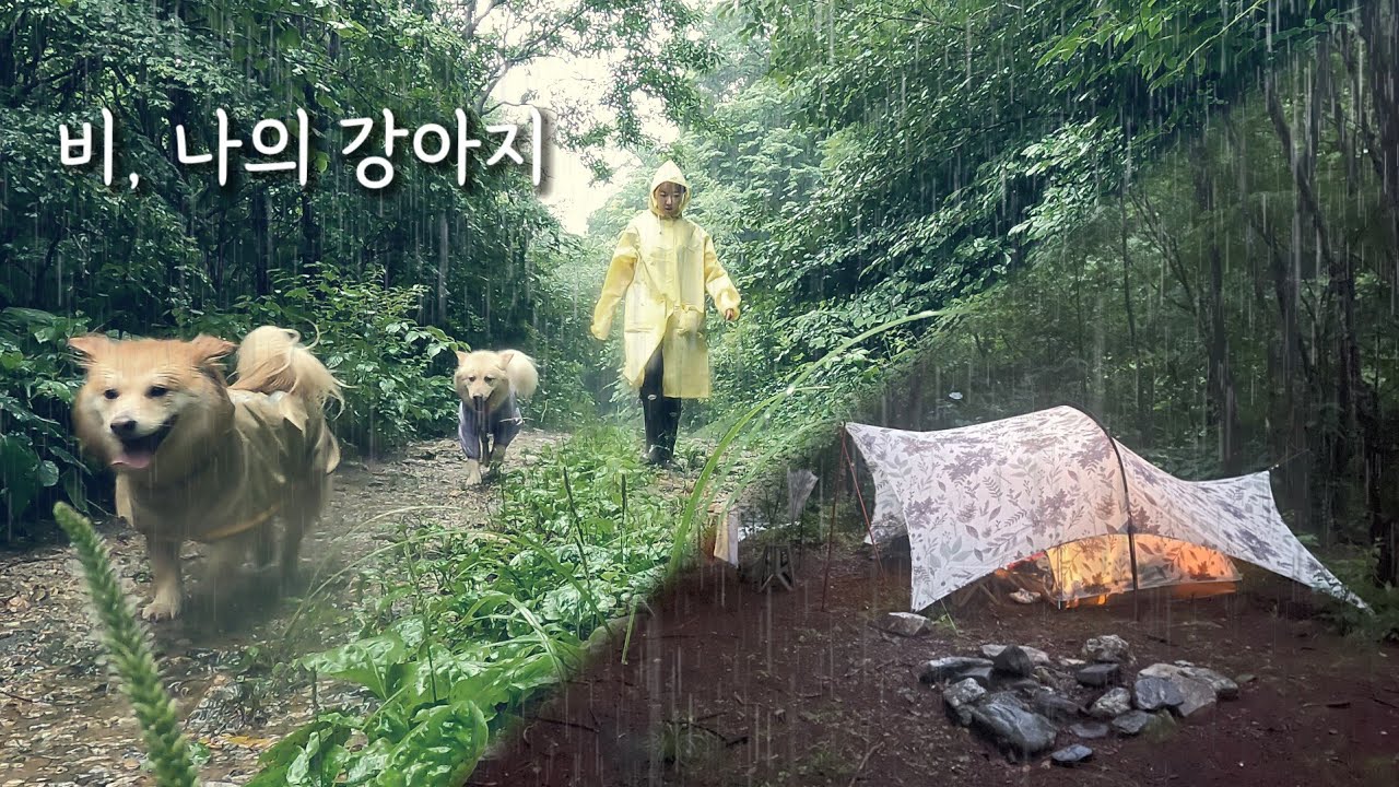 비오는 숲 속, 폭우산책 / 우중캠 / 반려견동반