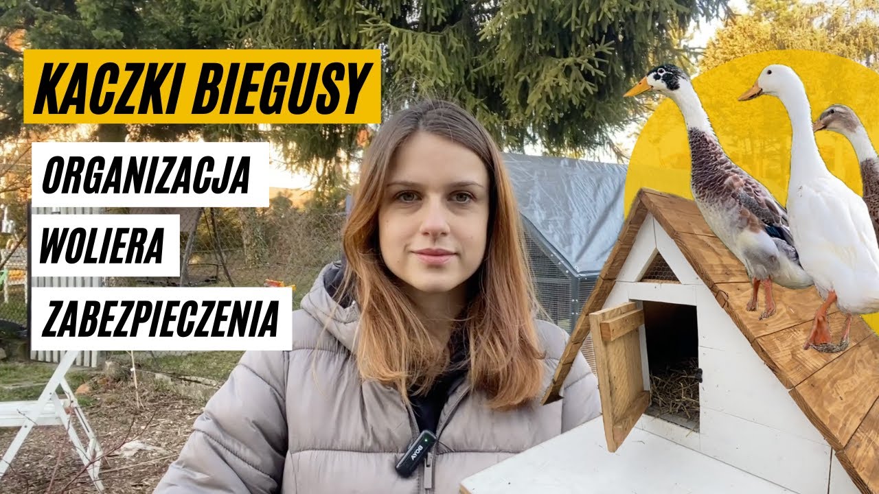 Jak Zorganizować Miejsce dla Kaczek | Domek dla Biegus&oacute;w Indyjskich