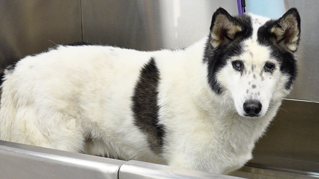 Grooming a Retired Sled Dog for the First Time in Years | Alaskan Husky Transformation