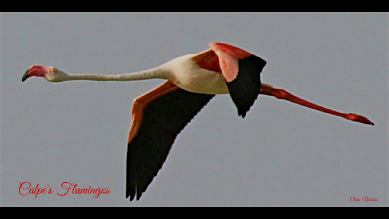 Calpe's Flamingo's 2
