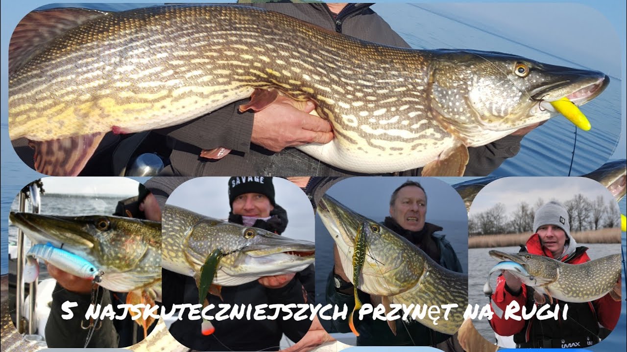 5 najskuteczniejszych przynęt na Rugii 🎣🎣🎣