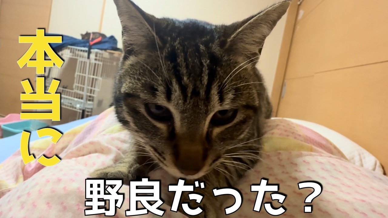 本当に野良猫？保護したばかりなのに懐きすぎてます。