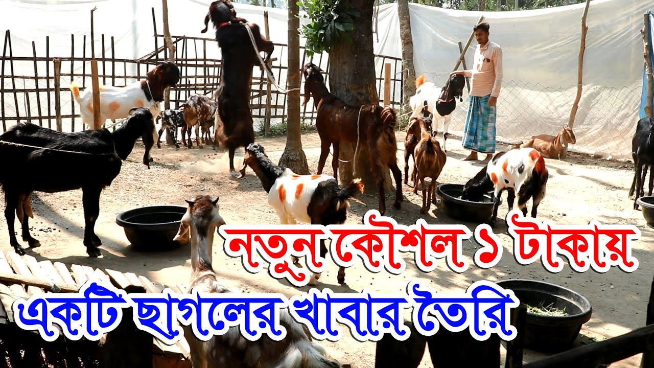 ২৫ টা ছাগলের জন্য ২৫ টাকায় ছাগলের খাদ্য তৈরি করুন জানালেন অভিজ্ঞ খামারি | কম খরচে খাদ্য তৈরি #ছাগল