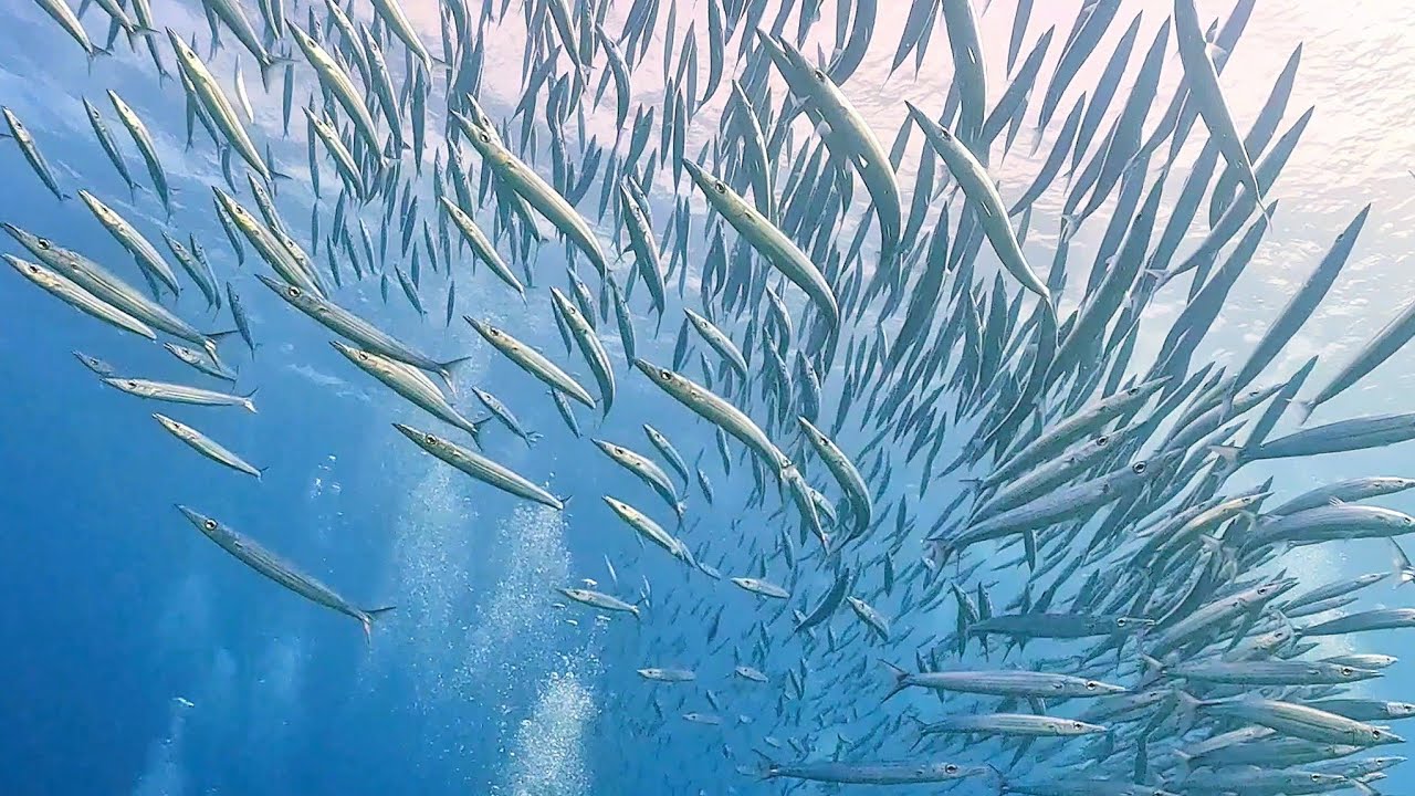 2024.9.21 | ✒️9月21日ゴビログ「半端ない強風」 | 【ダイブ ゴビーズ  DIVE Gobies】沖縄慶良間(ケラマ)阿嘉島のダイビングショップ
