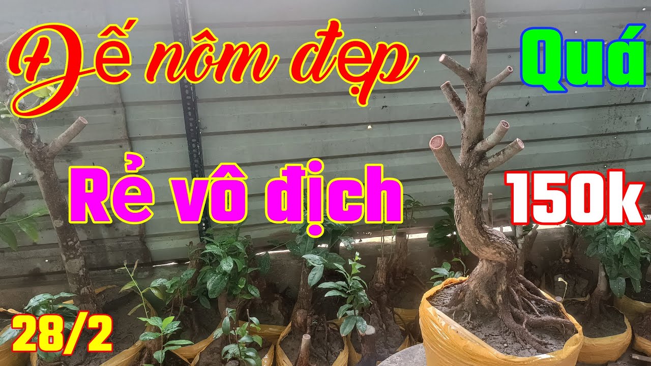 12 Tết, xin giao lưu lô tứ quý bon sai đế nôm đẹp giá rẻ ngày: 28/2 _ đt: 0938700985 Chú Ba SG 