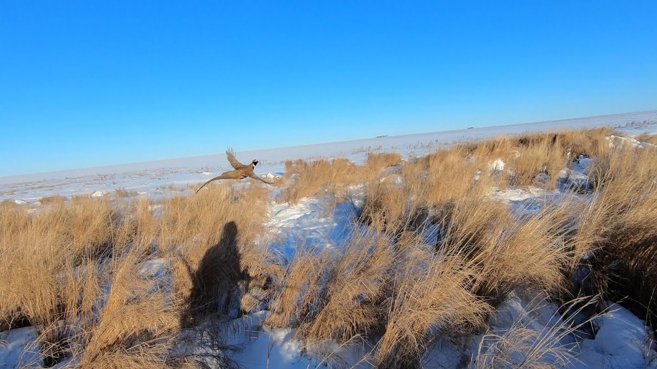 Охота на фазана.Сотни петухов,глаза разбегаются.#охотанафазана #pheasant #pheasanthunting #охота
