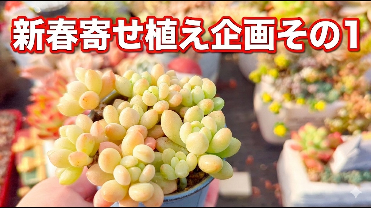 【多肉植物】【寄せ植え】多肉植物と暮らす2026年の始まり。寄せ植え企画、その1