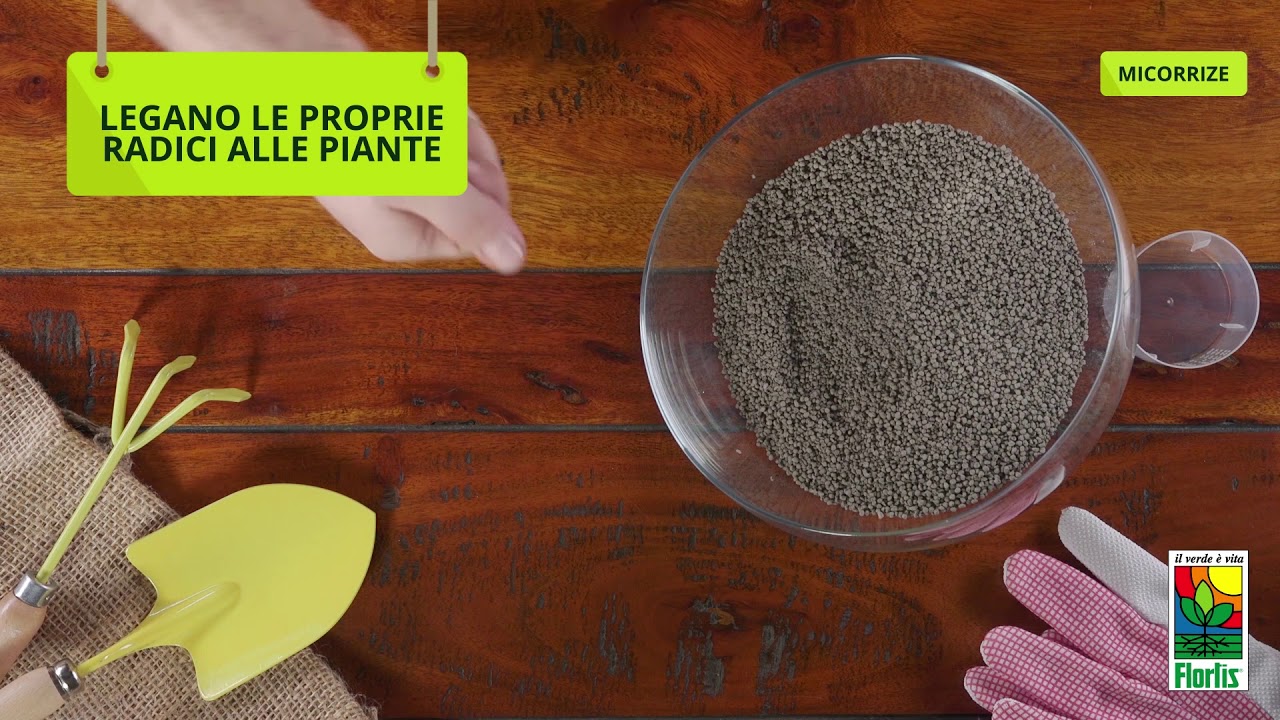 I CORTI FLORTIS - MICORRIZE