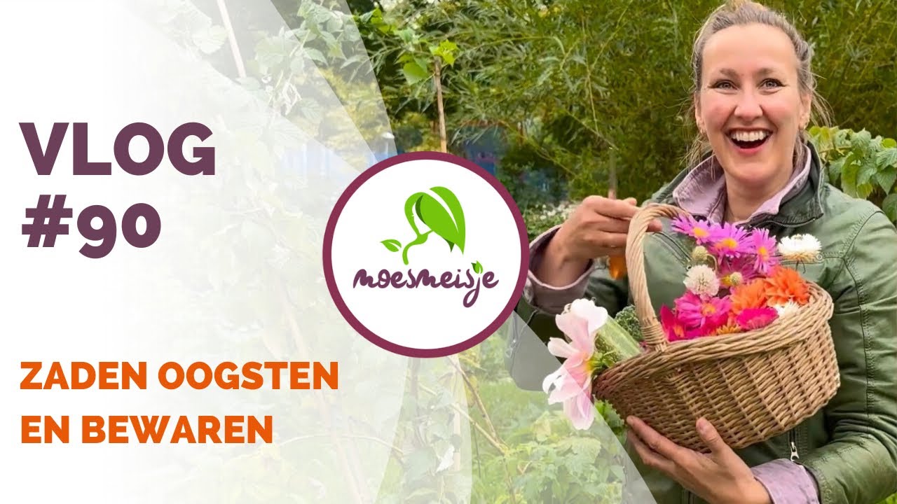 MOESTUINVLOG #90 | Zaden oogsten en bewaren, plukken, oogsten en uitje naar Vlinderhof