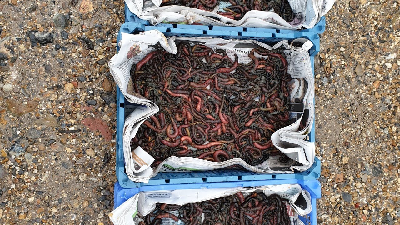 Lugworm digging at the Castle.