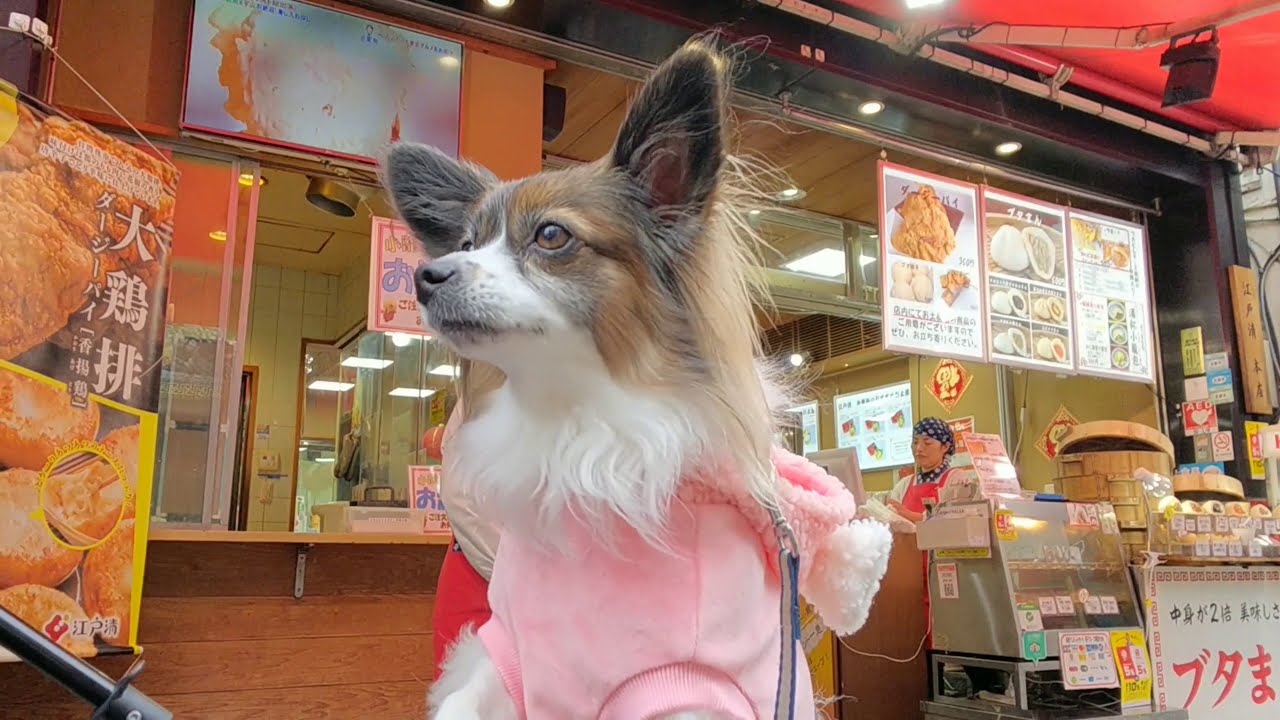 横浜中華街 行ったよ　パピヨン犬メルの日常