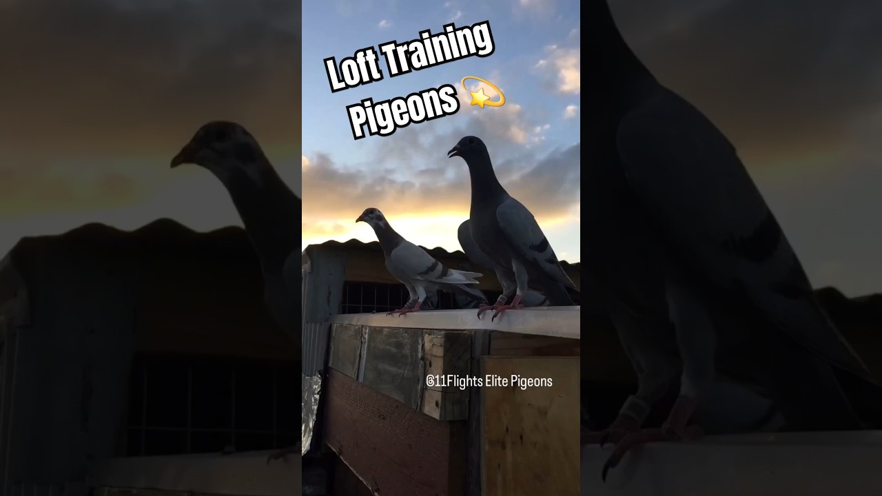 Racing Pigeons Training