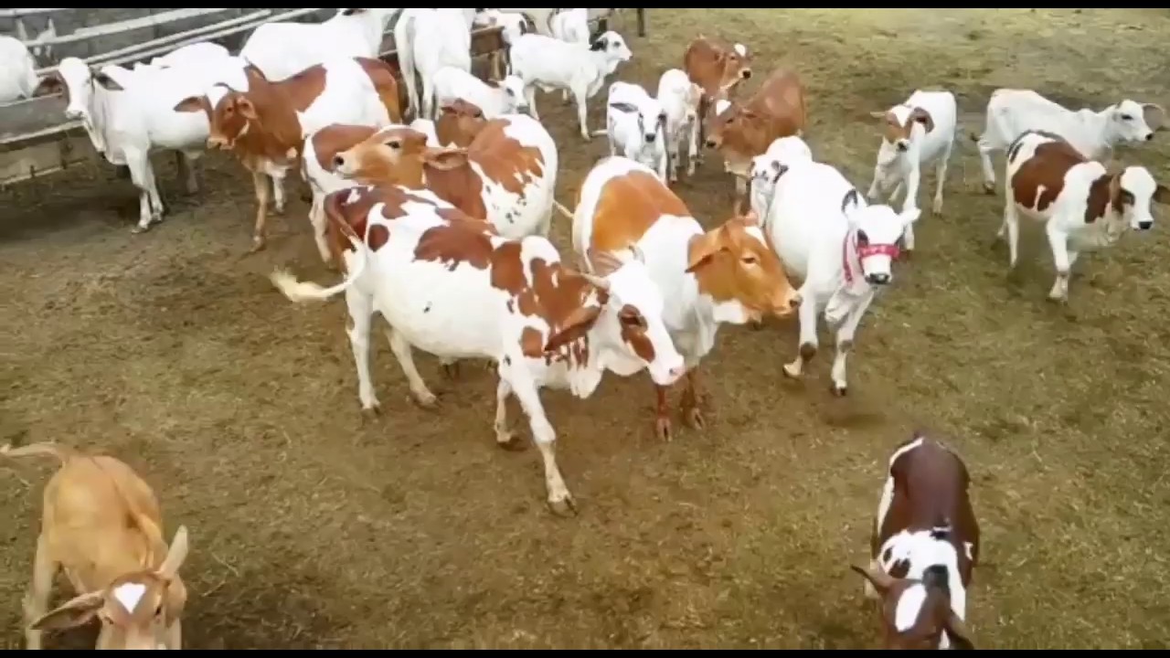 Future Champs I 2020 - 2021 - 2022 Beautiful Calves I Parrot Studio
