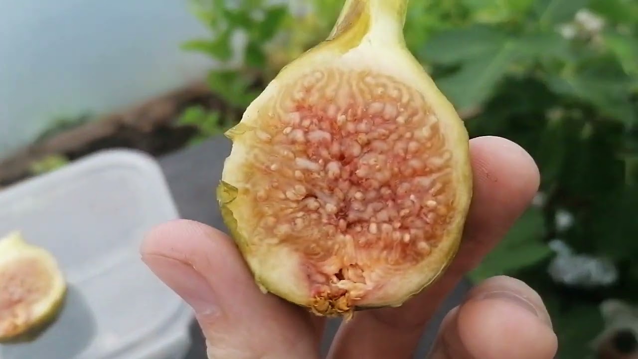Azores Dark not - Fig Tasting
