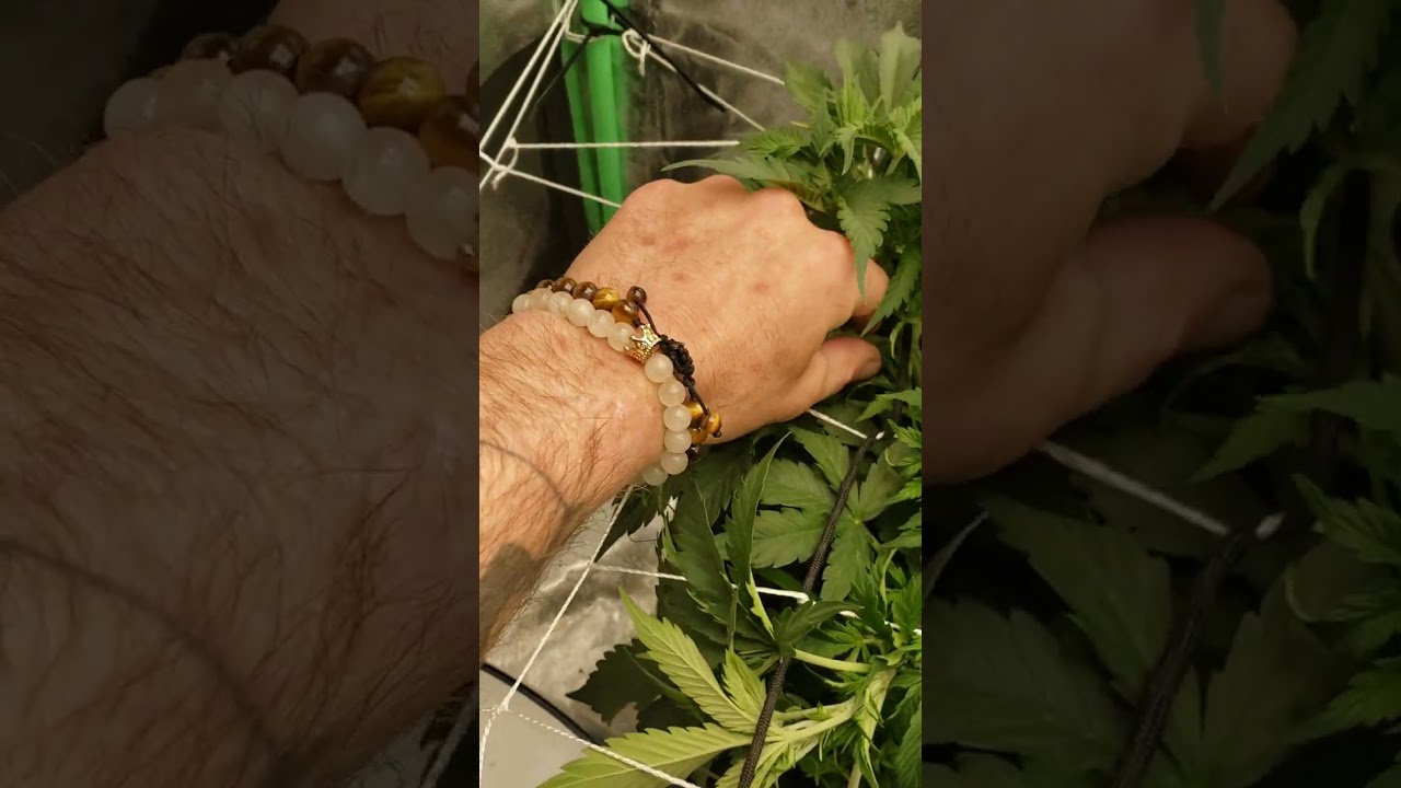 How to use a SCROG NET!! aka Leaf Tucking