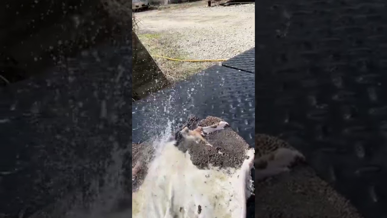 怎样洗牛肚