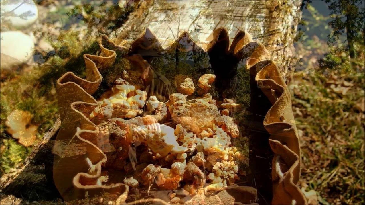 La résine de pin ......l'or des bois