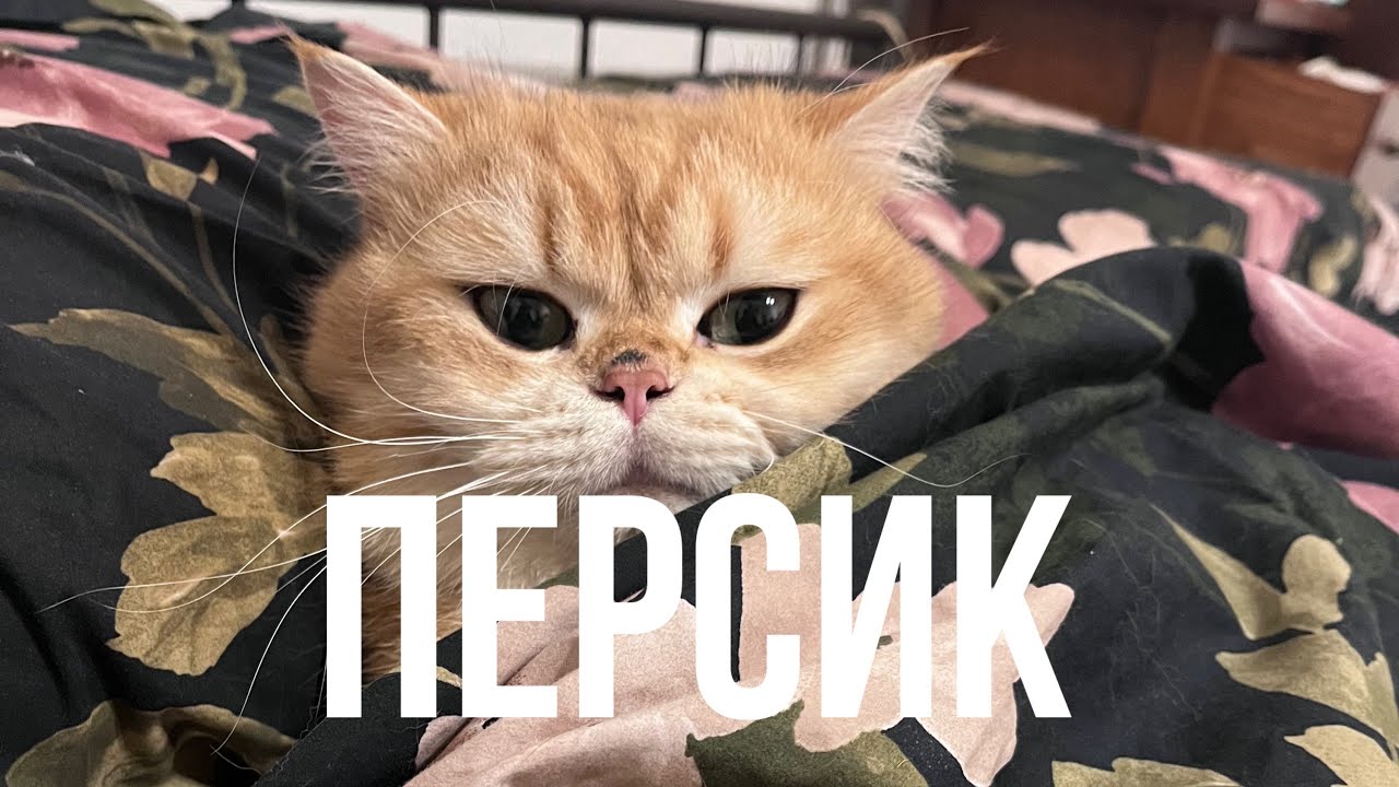 Персик [Оригинальная Песня]