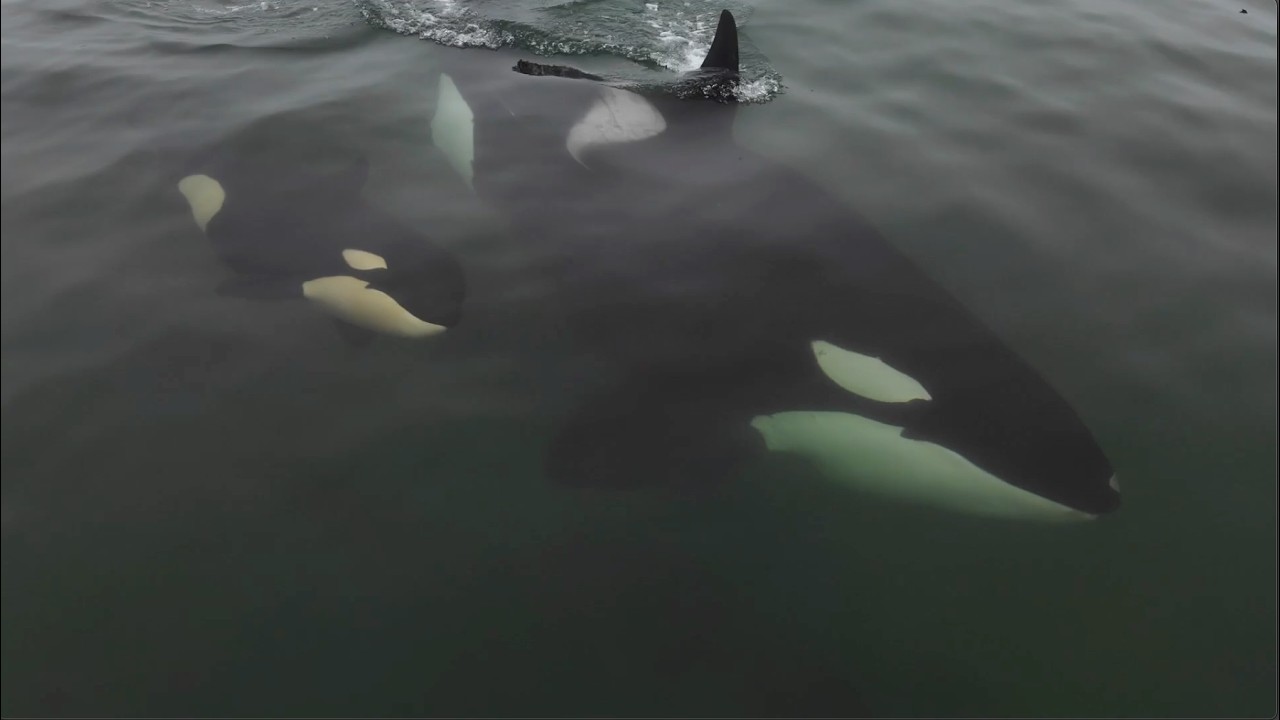 Relax take a 6 minute break, Orcas beautiful and free