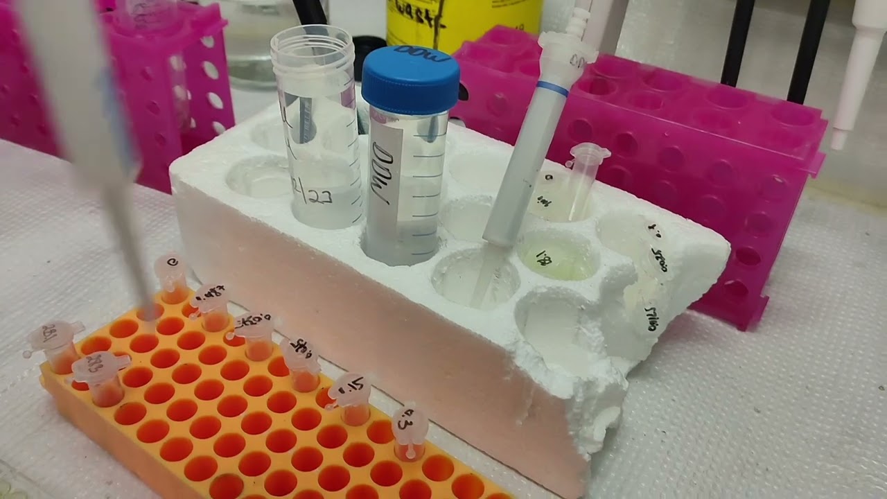 Total anthocyanin content analysis