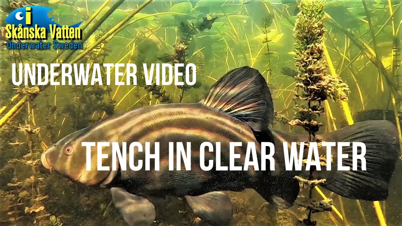 Tench in clear water (2020)/ Sutare i klart vatten