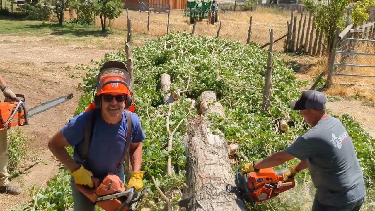 Husqvarna chainsaw wars! 372xp 395 xp 585 ported and piped saws