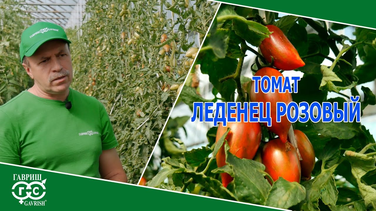 ЛЕДЕНЕЦ РОЗОВЫЙ #огород #дача #семена #томаты #помидоры #tomato