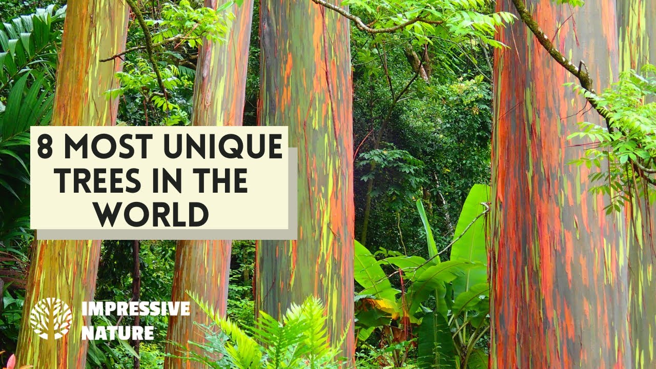8 Most Unique and Beautiful Trees in the World