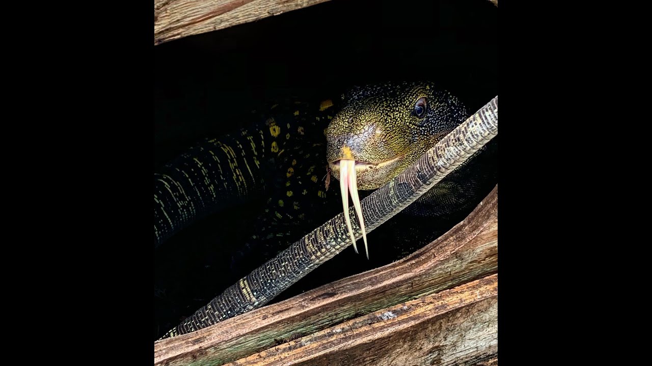 Talks Croc Monitors