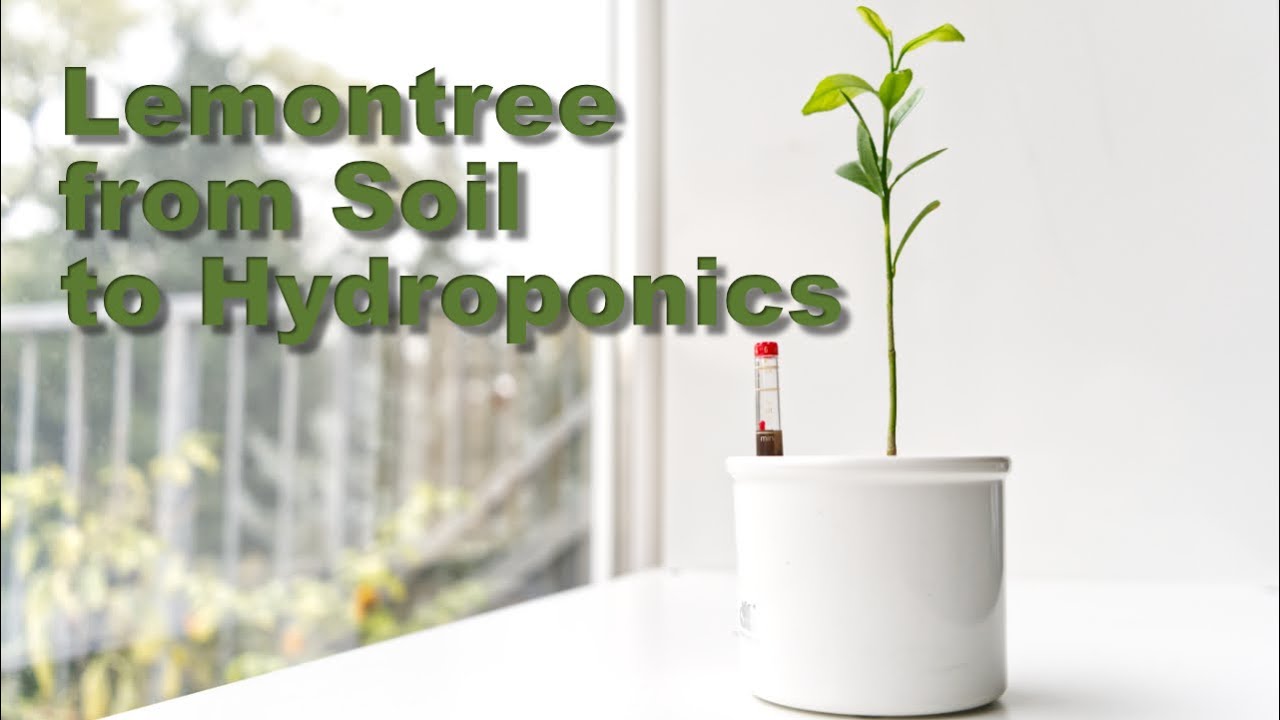 Lemontree repotting into hydroponics