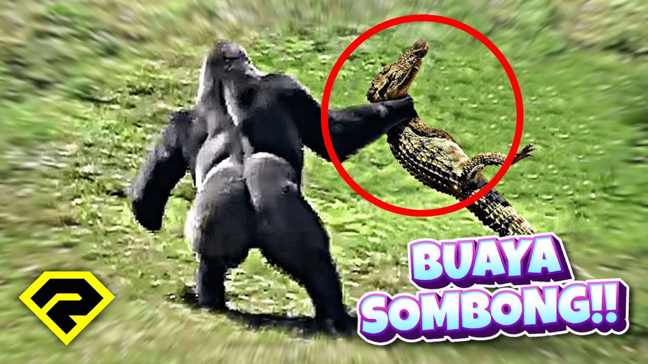 KARMA BUAYA SOMBONG, SALAH PILIH LAWAN!! 😱 LANGSUNG DIKASIH PAHAM!!